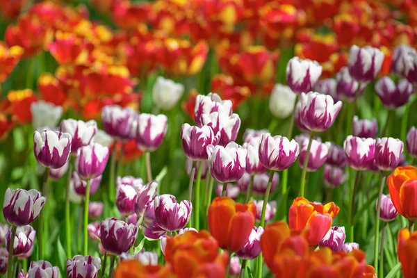 A field of colorful tulips on a sunny day. Concept Spring — Stock Photo, Image