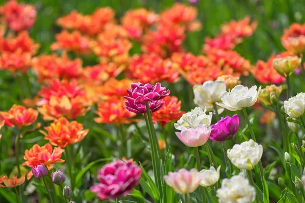 Um campo de tulipas lilás e brancas num dia ensolarado. Conceito Primavera — Fotografia de Stock