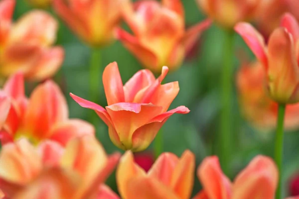 Rode tulp, variëteit abrikoos keizer. Bloem geopend in de zon, cl — Stockfoto