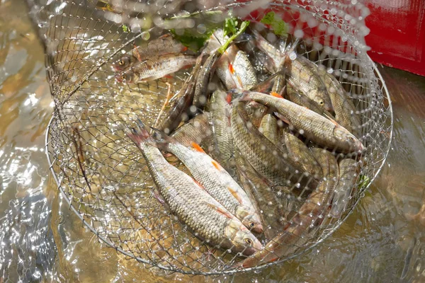 Catching fish in the cage against the background of water, close