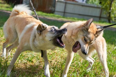 Dövüş köpekleri, dişleri olan açık ağızlar, yakın çekim