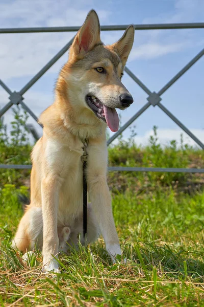 Primer plano perro le gusta mirar a la cámara, primer plano disparado desde — Foto de Stock