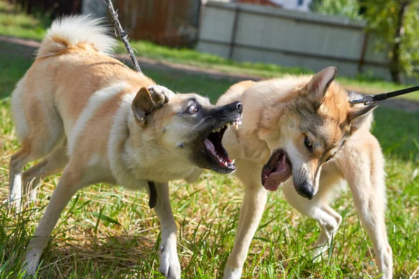 Cães de combate, boca aberta com presas, close-up — Fotografia de Stock