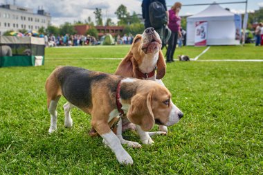 İki Beagle köpeği yeşil çimenlikte yürüyor.