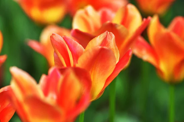 Tulipa vermelha, variedade Imperador de Damasco. Flor aberta ao sol, Cl — Fotografia de Stock