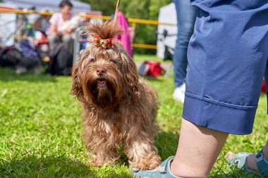Yeşil çim bir arka plan üzerinde Rus renkli lapdog