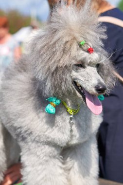 Uzun penye saç yakın çekim ile Köpek Kaniş