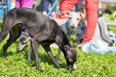 Bir leveret veya küçük İtalyan tazı bir parkta yürür. Close