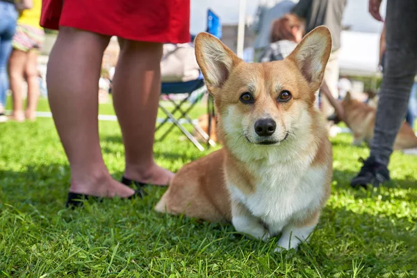 Galce Corgi kısa pençeleri yakın çekim ile küçük bir köpektir — Stok fotoğraf