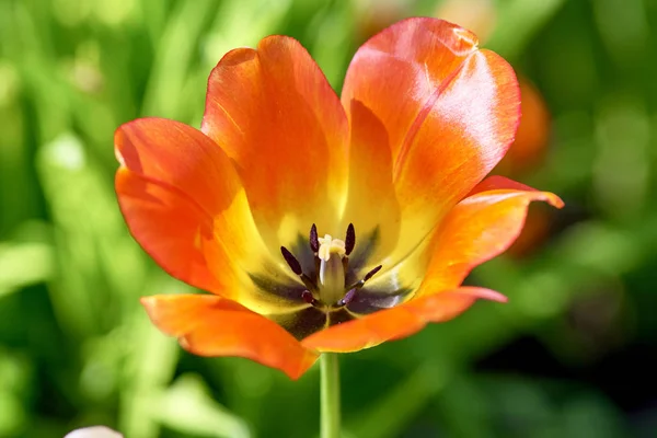 Rode tulp, variëteit abrikoos keizer. Bloem geopend in de zon, cl — Stockfoto