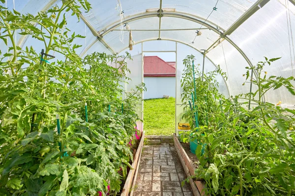 Serre avec plantes, vue intérieure. Agriculture saisonnière — Photo