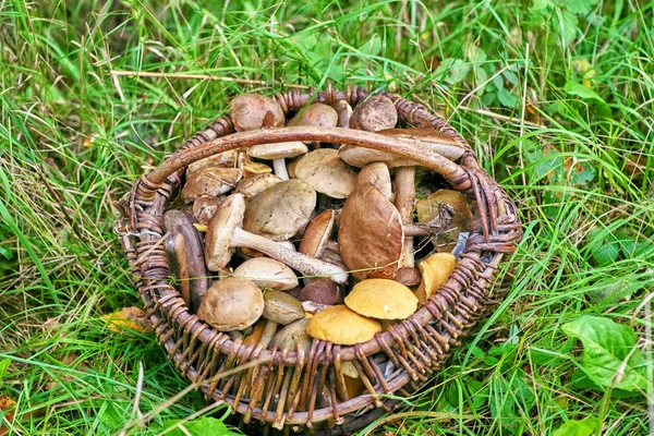 Полная корзина грибов в зеленой траве — стоковое фото