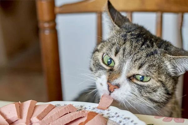 Gato cinza tenta roubar a linguiça de uma chapa, close-up — Fotografia de Stock