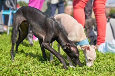 Yazın güneşli bir havada parkta yürüyen iki beyaz ve siyah leveret. 