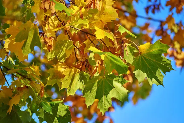 Gelb-grüne Ahornblätter gegen das Blau des sonnigen Himmels, — Stockfoto