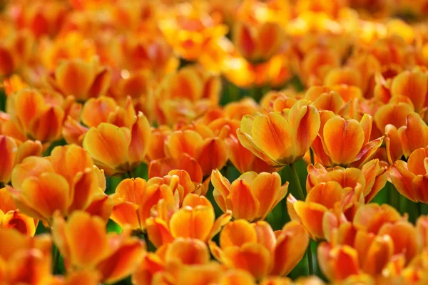 Many opened yellow and red tulips on a sunny day — Stock Photo, Image