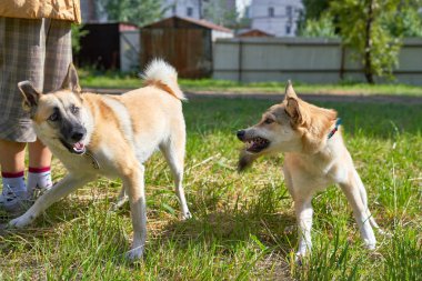 Dövüş köpekleri, dişleri olan açık ağızlar, yakın çekim