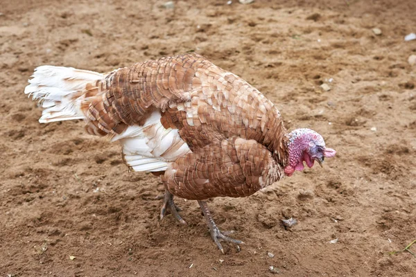 Close-up of a turkey with a red head and a strong beak.