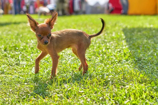 Chihuahua perro compañero, sobre el fondo de gra verde — Foto de Stock