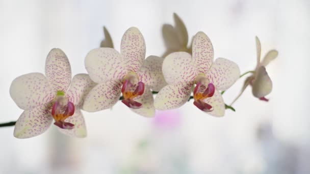 Rama con orquídeas blancas. Movimiento horizontal con aproximación posterior — Vídeo de stock