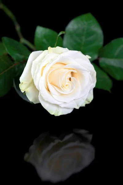 Beyaz Gül Siyah Yüzeye Yansıyor Siyah Arka Planda Bir Çiçek — Stok fotoğraf
