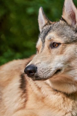 Kahverengi gözlü köpek yavrusunun portresi. Yukarıdan aşağıya bak. Dikey çekim, yüz yakın çekim.