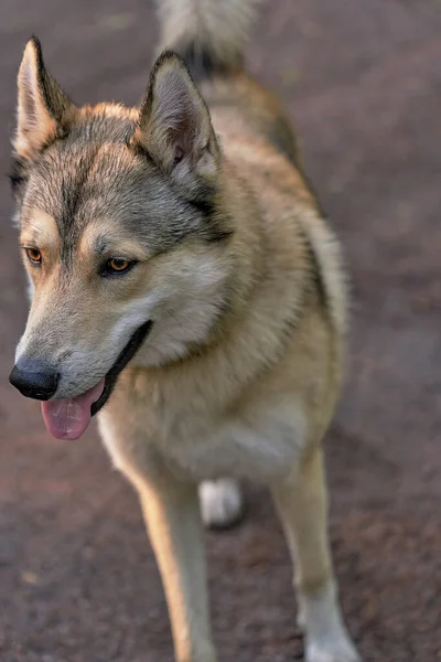 茶色の目で犬の牙の色の肖像画 上からの眺め 垂直ショット 顔をクローズアップ — ストック写真