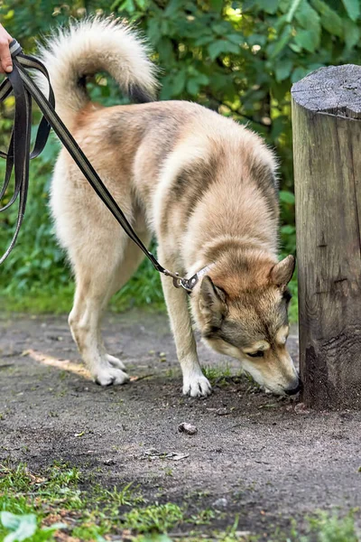 Retrato Cão Bege Husky Uma Caminhada Cheirando Poste Madeira Tiro — Fotografia de Stock