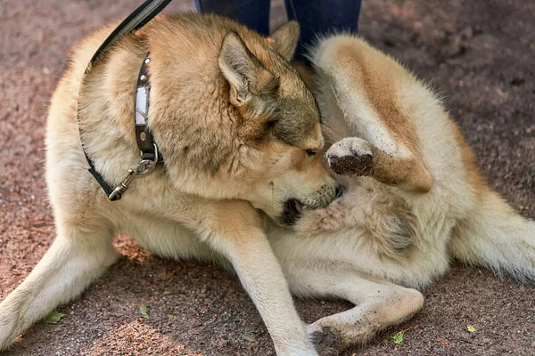 Husky Pies Leży Piasku Liże Żołądek Zbieranie Nit Zbliżenie — Zdjęcie stockowe