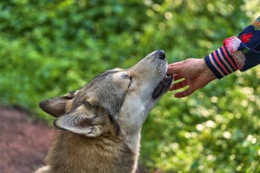 El köpeklere lezzetli bir ödül verir. Hayvanın gözleri zevkten kapalı. Cesaret. Yeşil çimlerin arka planına yakın plan