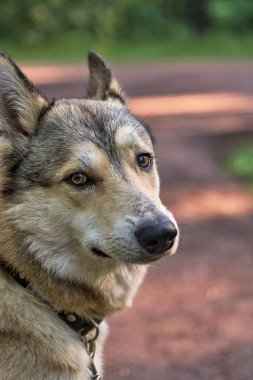Kahverengi gözlü köpek yavrusunun portresi. Yukarıdan aşağıya bak. Dikey çekim, yüz yakın çekim.