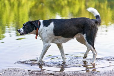 Siyah beyaz av köpeği, suyun üzerinde yürüyor, kuyruğu, yakın plan.