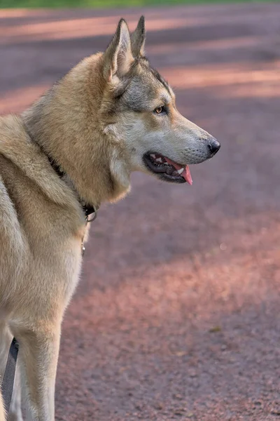 Portret Psa Płowego Koloru Brązowymi Oczami Spójrz Góry Dół Strzał — Zdjęcie stockowe