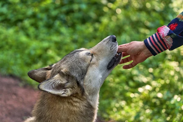 Main Donne Aux Chiens Une Délicieuse Récompense Les Yeux Animal — Photo