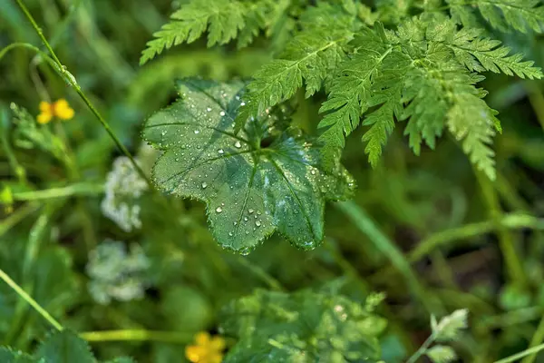 Gocce Rugiada Erba Verde Foglie Felce Sfondo Texture Primo Piano — Foto Stock