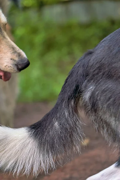 Fragment Dwóch Psów Brązowy Pies Wąchający Ogon Strzał Pionowy Zbliżenie — Zdjęcie stockowe