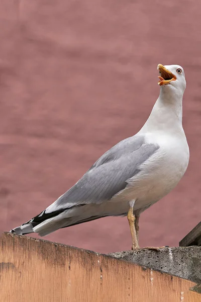 Uccello Marino Albatross Seduto Sulla Recinzione Con Becco Aperto Grosso — Foto Stock