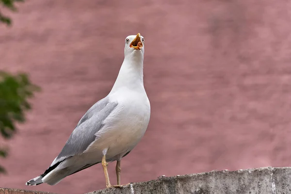 Uccello Marino Albatross Seduto Sulla Recinzione Con Becco Aperto Grosso — Foto Stock