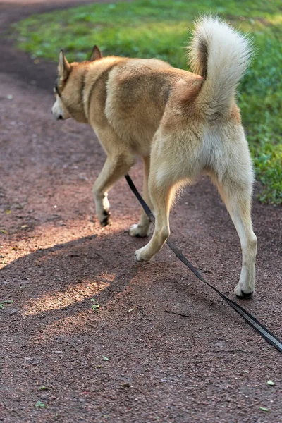 犬は公園の道をホストの前で綱に乗っています 尾翼の後部の景色 晴れた夏の日 クローズアップ — ストック写真