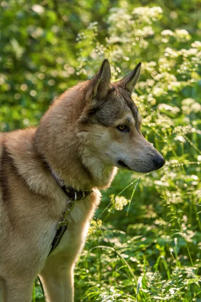 Portret Psa Płowego Koloru Brązowymi Oczami Spójrz Góry Dół Strzał — Zdjęcie stockowe