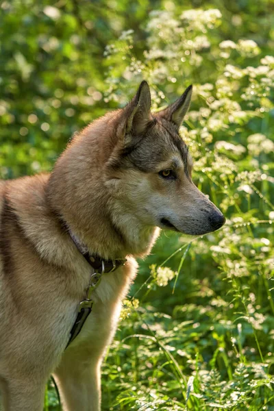 茶色の目で犬の牙の色の肖像画 上から下を見て 垂直ショット 顔をクローズアップ — ストック写真