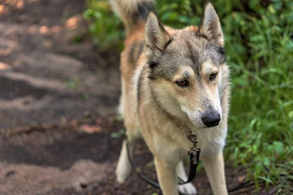 Cão Husky Andando Grama Verde Uma Coleira Dia Verão Ensolarado — Fotografia de Stock