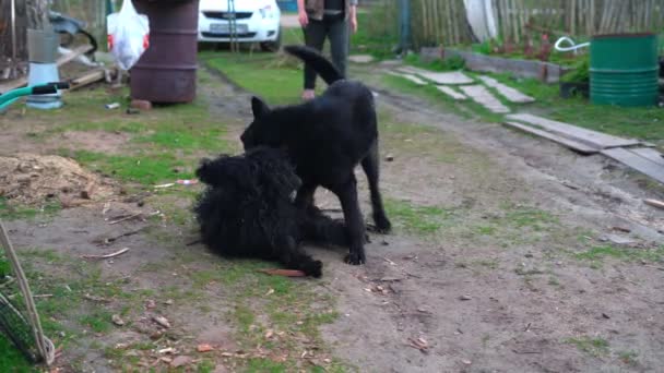 Two large black dogs playing in the fresh air, jump and roll in the sawdust — Stock Video