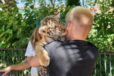 Bir adamın elinde oturan kaplan, genç bir adamın kulağı için ısırır. Vahşi hayvanların tehlikesi. Yakın plan.