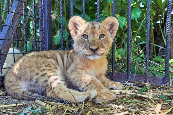 Egy Csíkos Tigris Portréja Fiatal Ragadozó Ketrecben Van Kamerába Néz — Stock Fotó