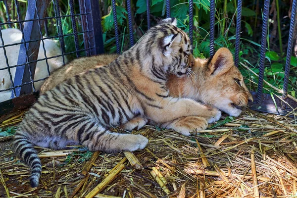 虎の子と獅子の子が檻の中に押し込まれています 動物園の二人の捕食者の友情 — ストック写真