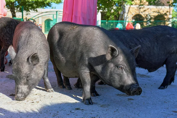 A group of large black pigs in close-up. The animals in the petting zoo. Boars on the farm