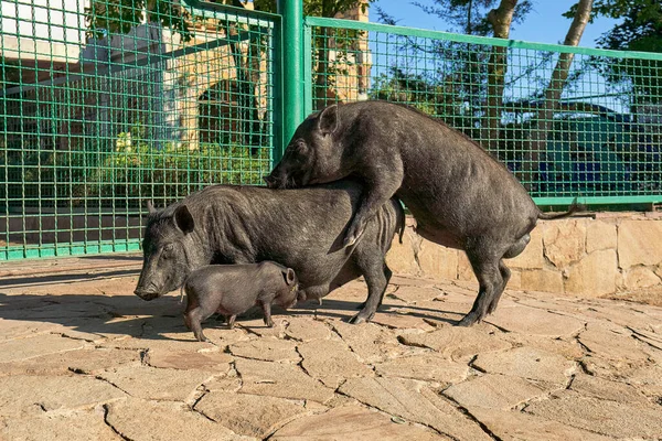 Big Black Pig Mating Female Small Baby Sucking Milk His — Stock Photo, Image