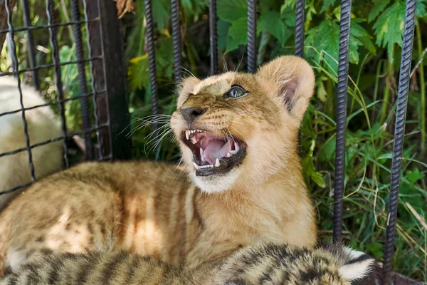 動物園の檻の中の小さな虎のカメラに轟音 捕食者は歯を見せて口を開けた — ストック写真