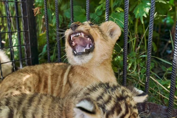 Ouvrez Les Mâchoires Prédateur Avec Des Dents Acérées Petit Tigre — Photo